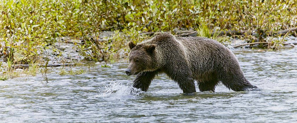 Les ours au Canada